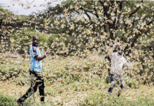 O MUNDO EM ALERTA-Praga de gafanhotos que atinge mais de 10 países tem causado grande impacto